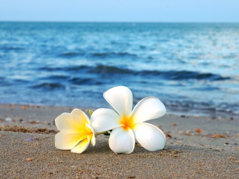 海岸と花
