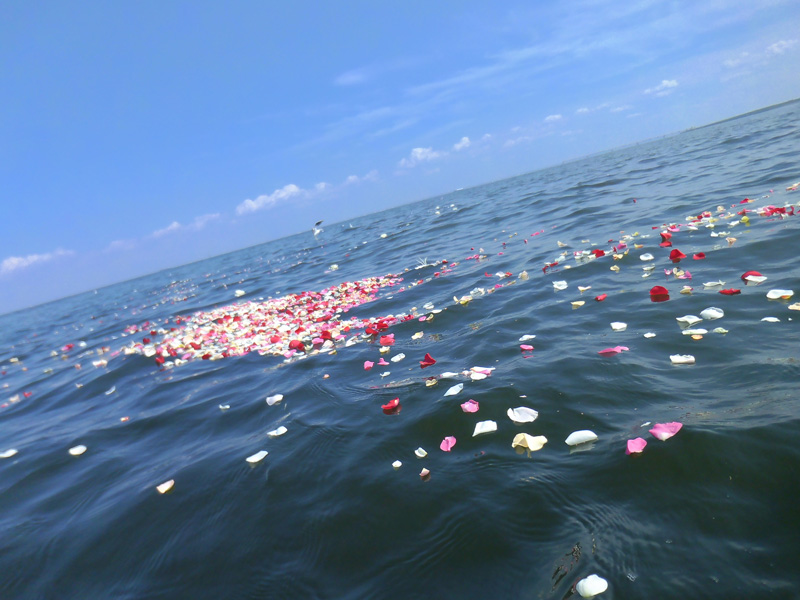 7.水平線に向かって広がる花びら