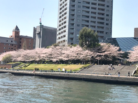 1.桜咲く隅田川、水面には花筏