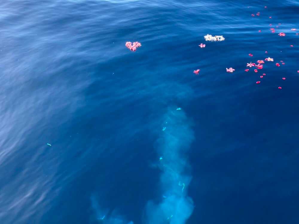 6.透き通るハワイの海