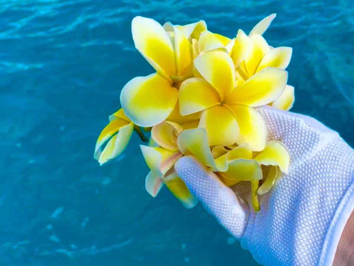 6.ハワイの花プルメリア