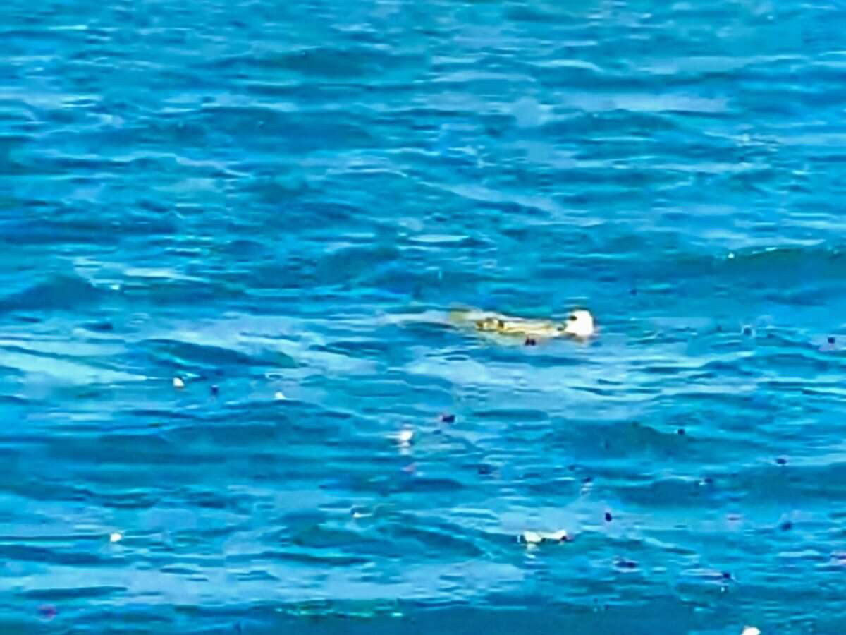 8.献花の隙間からホヌが現れました