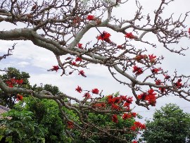 9.海を見下ろすデイゴの花