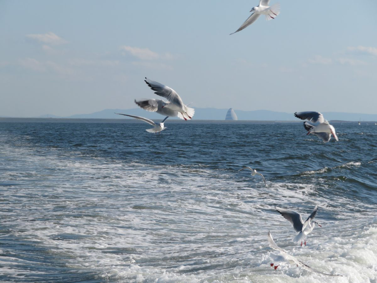 12.海鳥たちにも見送られ