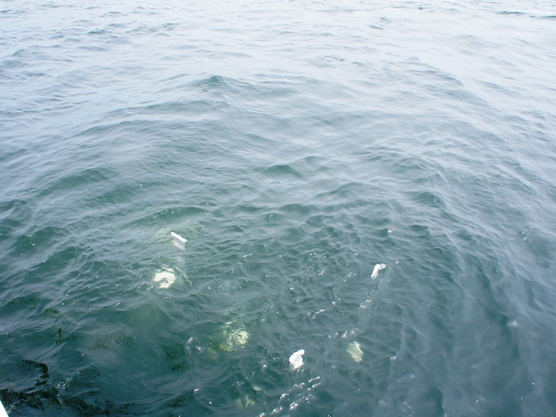 4.海が透き通っていて遺骨がしっかり見えます