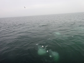 11.海に溶ける遺骨