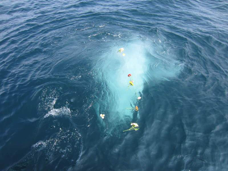 6.ゆっくりと海へ還っていきます