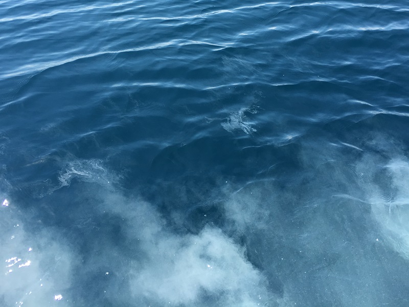 4.蒼い海に遺骨が流れて綺麗です